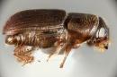 Close-up of southern pine beetle